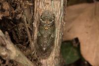 Ledra aurita
