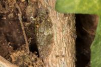 Ledra aurita
