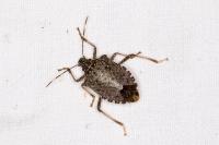 Halyomorpha halys