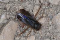 Hesperocorixa sahlbergi