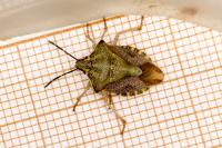 Carpocoris purpureipennis