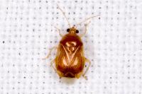 Deraeocoris lutescens