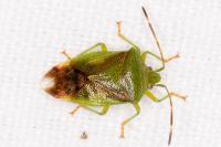 Elasmostethus minor