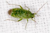 Orthotylus flavosparsus