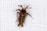 Asiraca clavicornis