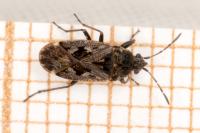 Sphragisticus nebulosus