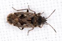 Sphragisticus nebulosus