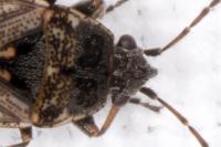 Sphragisticus nebulosus