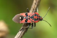 Spilostethus pandurus