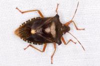 Pentatoma rufipes