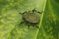 Halyomorpha halys