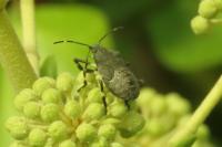 Halyomorpha halys