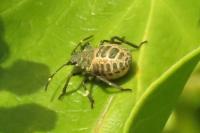 Halyomorpha halys