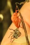 Graphosoma italicum