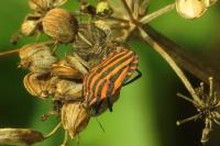 Graphosoma italicum