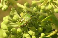 Nezara viridula