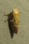 Aphrophora alni