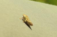 Aphrophora alni