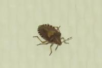 Dolycoris baccarum