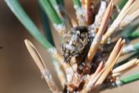 Holcogaster fibulata