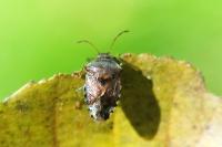 Elasmucha grisea