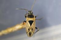 Xanthochilus quadratus