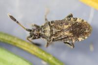 Strobilotoma typhaecornis