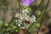Pyrrhocoris apterus