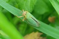 Cicadella viridis