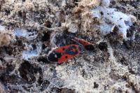 Melanocoryphus albomaculatus