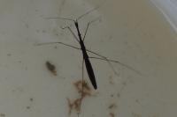 Hydrometra stagnorum
