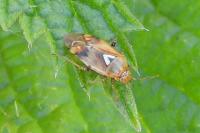 Lygus pratensis