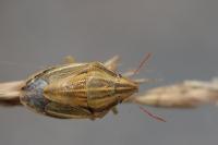 Aelia acuminata