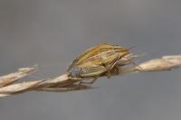 Aelia acuminata
