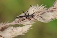Micrelytra fossularum
