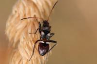 Raglius confusus