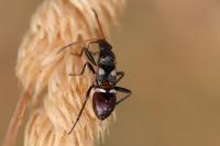 Raglius confusus