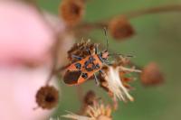 Corizus hyoscyami