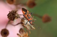 Corizus hyoscyami