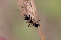 Raglius confusus