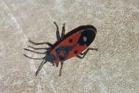 Melanocoryphus albomaculatus