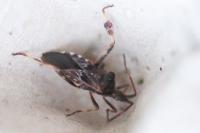 Leptoglossus occidentalis
