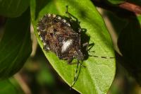 Rhaphigaster nebulosa