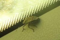 Rhaphigaster nebulosa