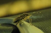 Rhaphigaster nebulosa