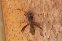 Camptopus lateralis