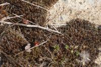 Pyrrhocoris apterus