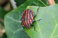 Graphosoma italicum