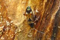 Raglius alboacuminatus