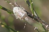 Rhaphigaster nebulosa